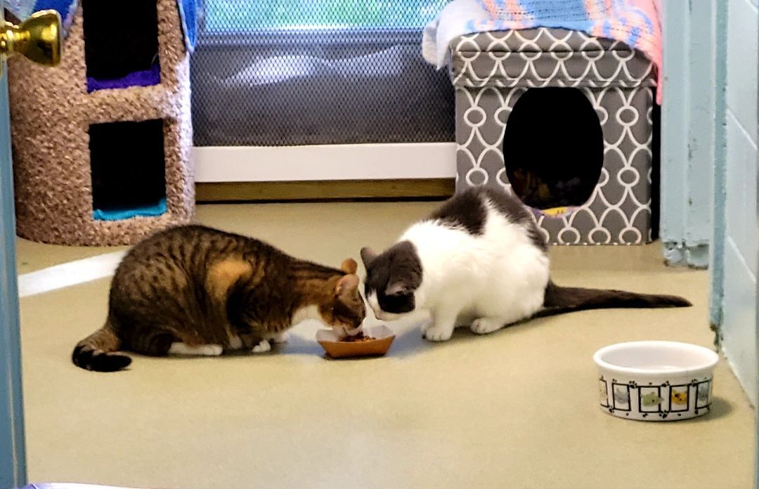 Chloe, a Adoptable mixed breed in Smithtown, NY image 2/10