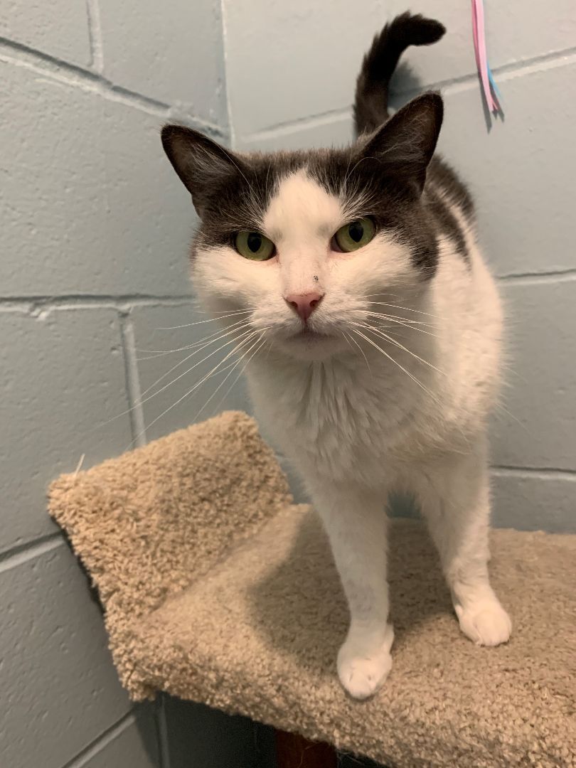 Chloe, a Adoptable mixed breed in Smithtown, NY image 3/10