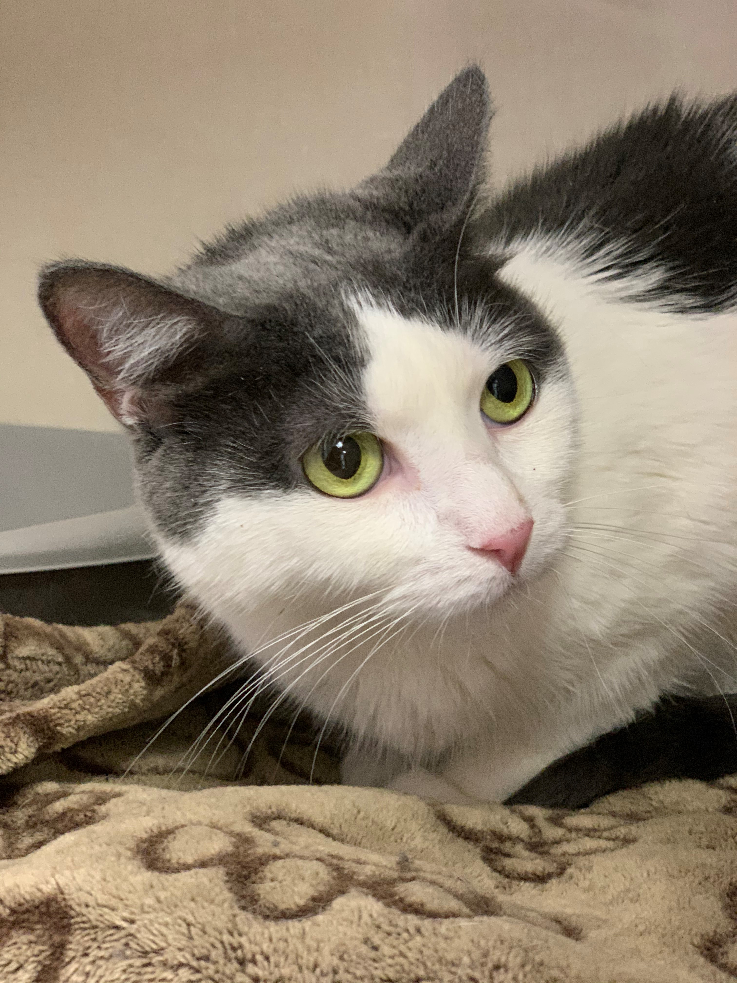 Chloe, a Adoptable mixed breed in Smithtown, NY image 4/10