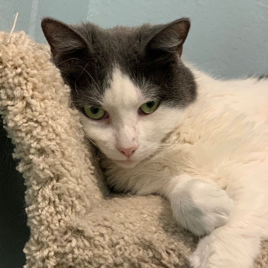 Chloe, a Adoptable mixed breed in Smithtown, NY image 5/10