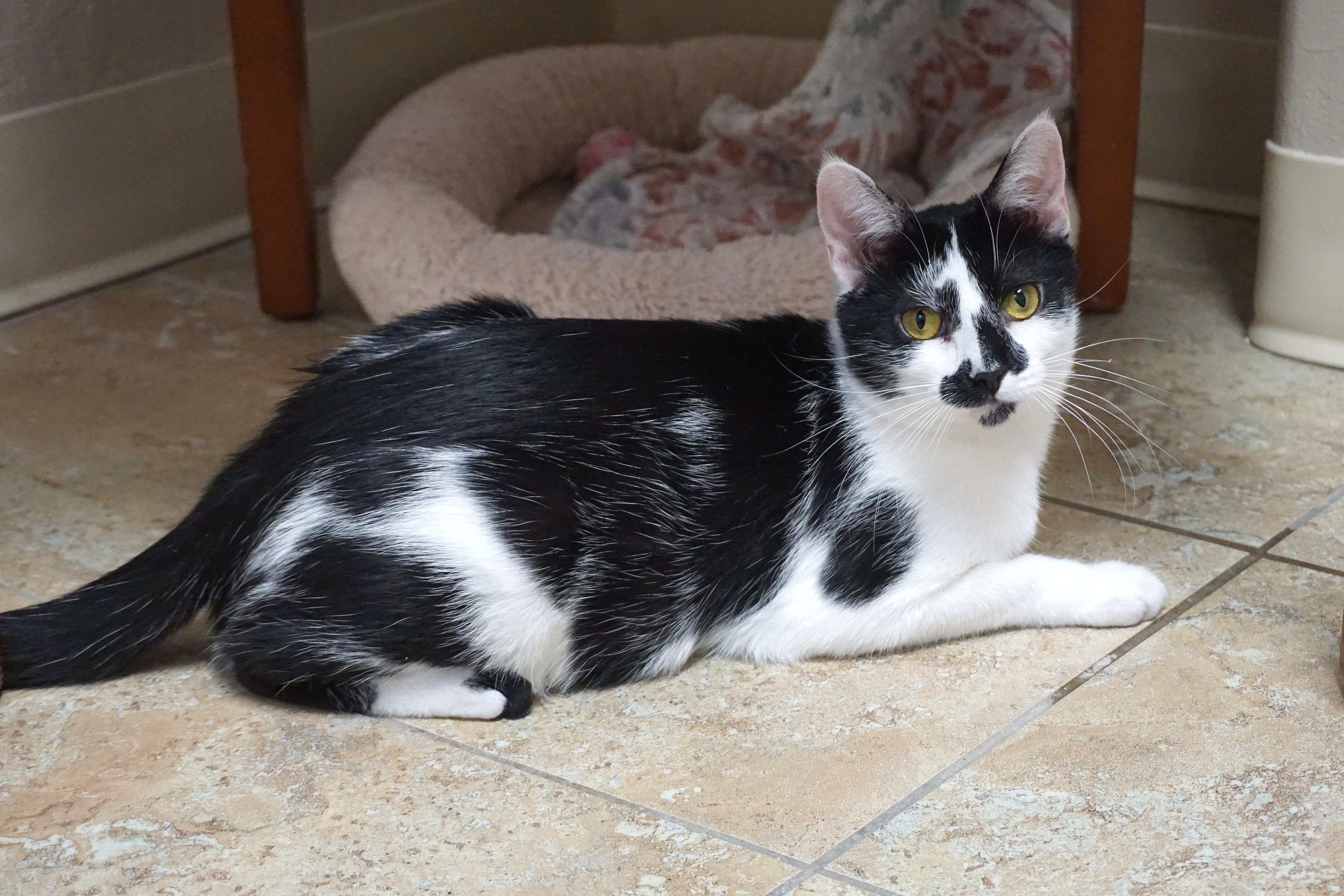 Enlarge Wobbles, an adopted Domestic Short Hair in Fountain Hills, AZ image 2/6