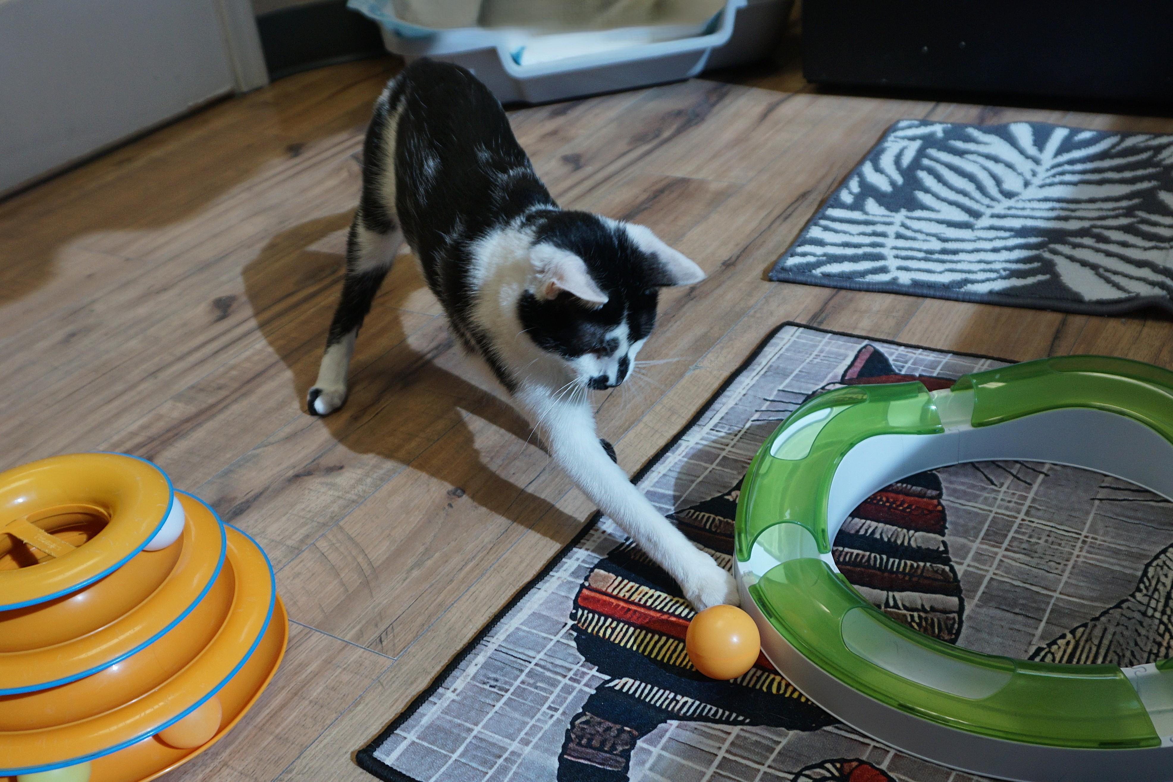 Enlarge Wobbles, an adopted Domestic Short Hair in Fountain Hills, AZ image 4/6