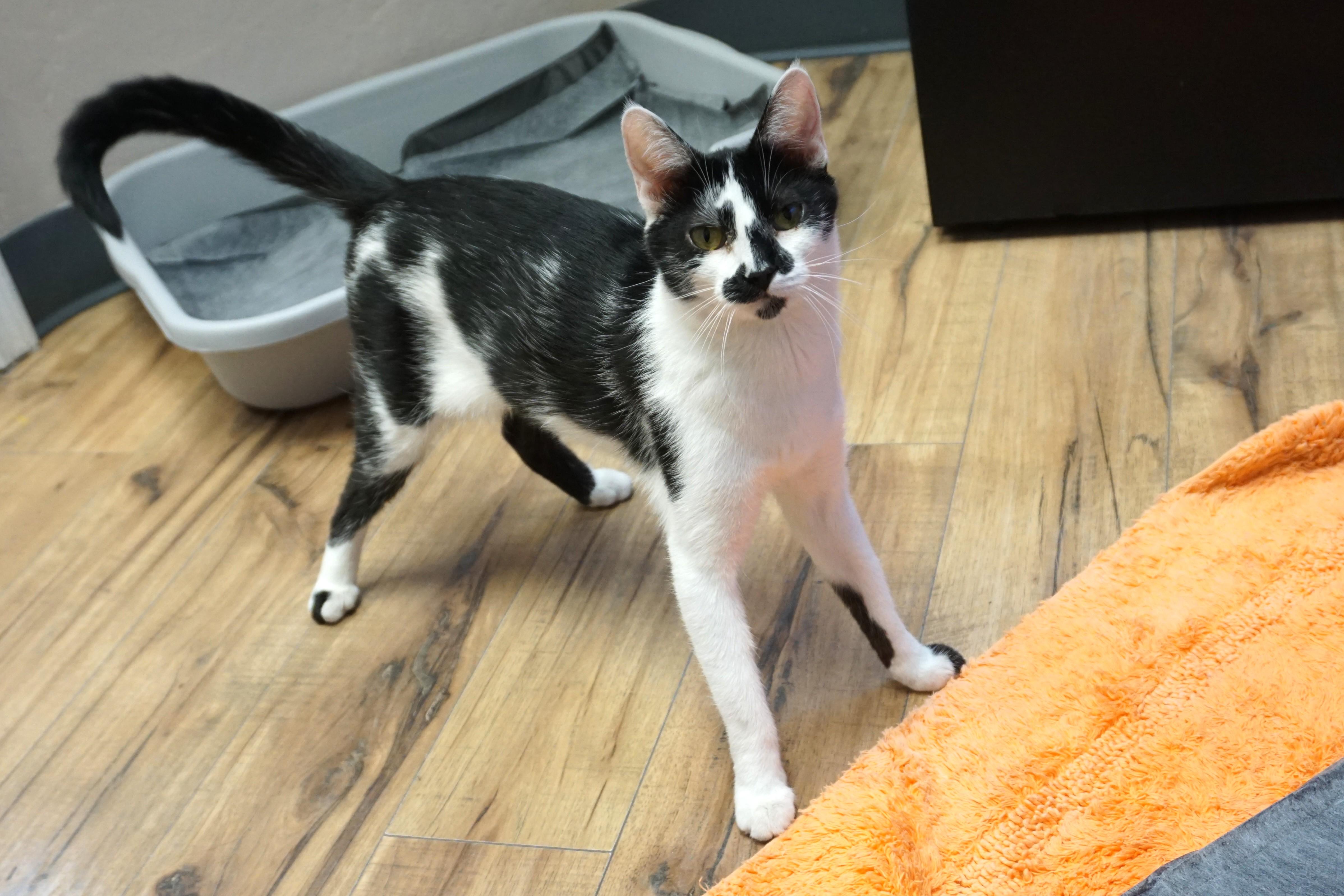 Enlarge Wobbles, an adopted Domestic Short Hair in Fountain Hills, AZ image 3/6