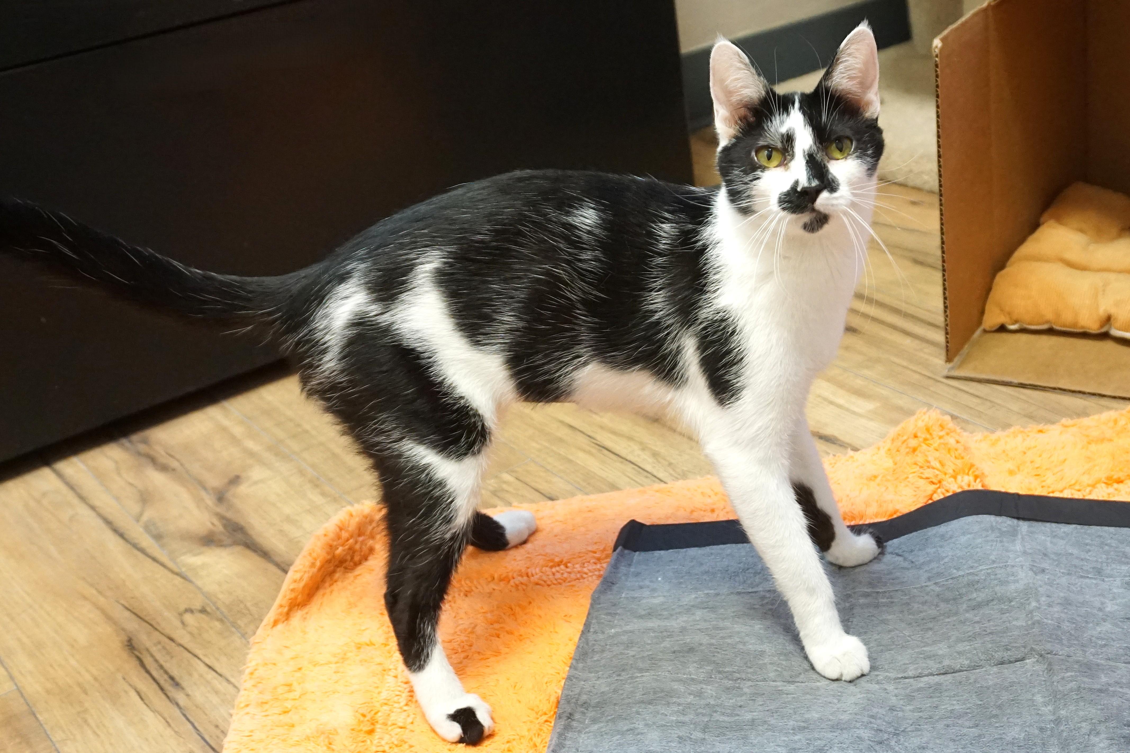 Wobbles — thumbnail 2