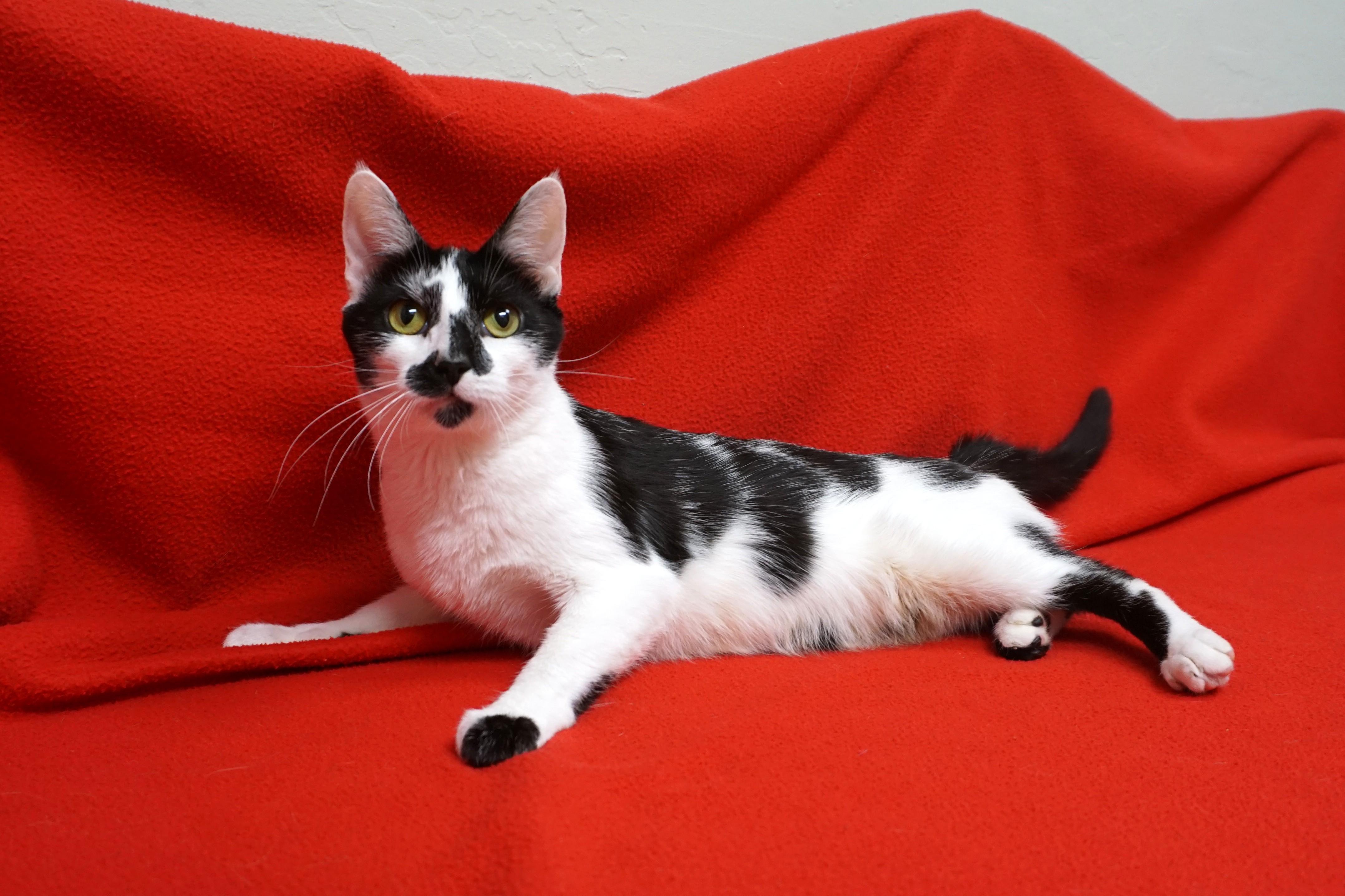 Wobbles — thumbnail 4