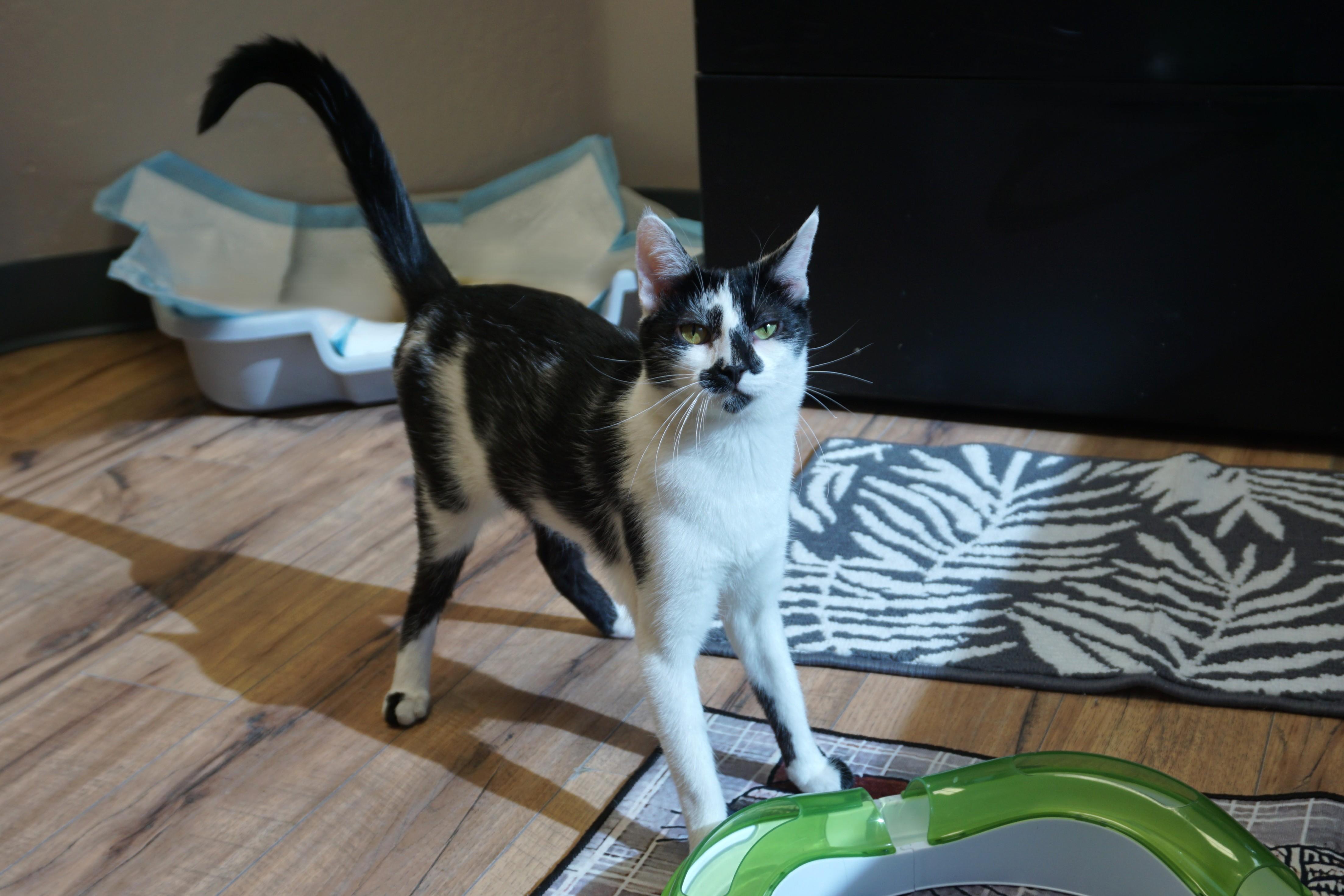 Enlarge Wobbles, an adopted Domestic Short Hair in Fountain Hills, AZ image 5/6