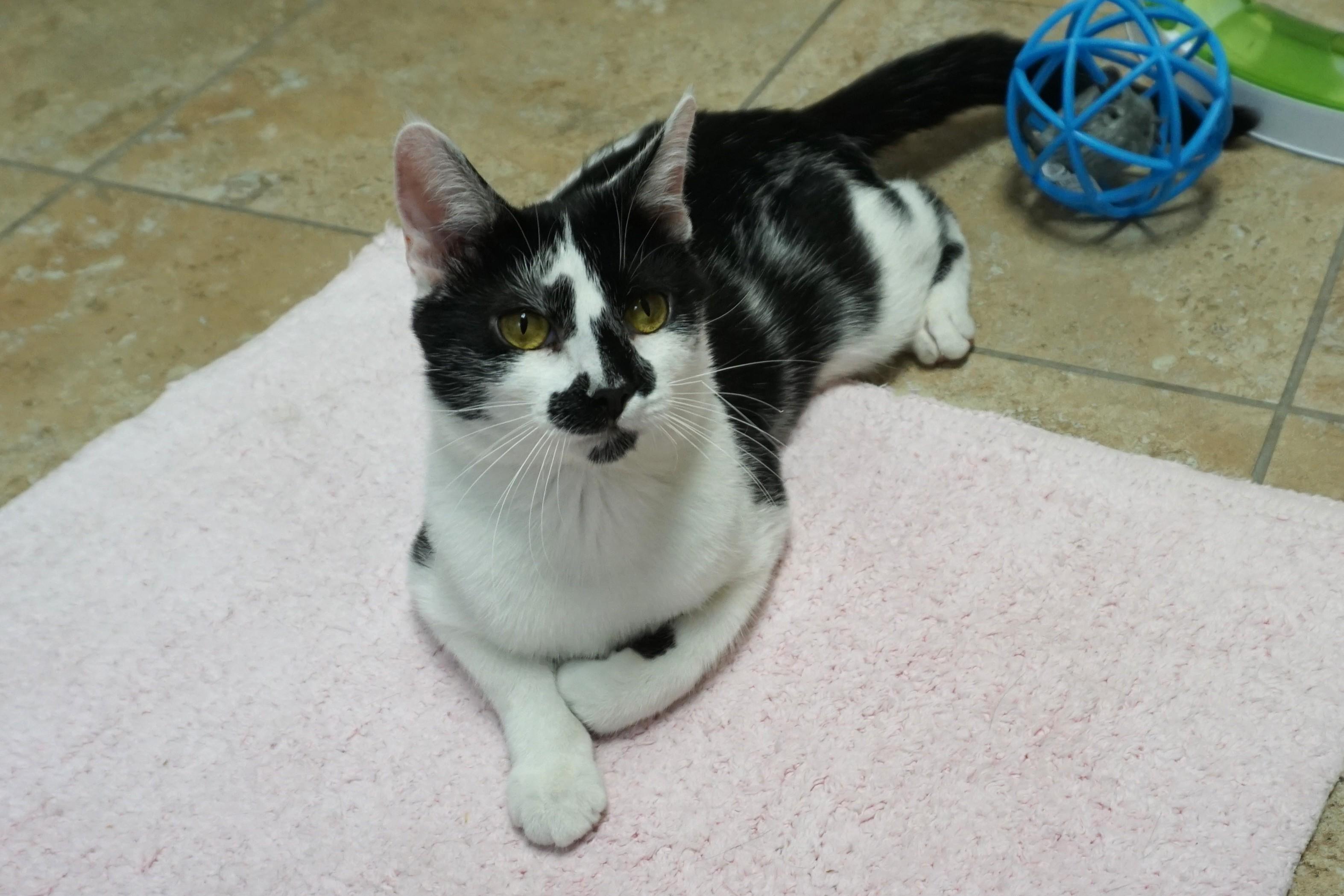 Enlarge Wobbles, an adopted Domestic Short Hair in Fountain Hills, AZ image 1/6
