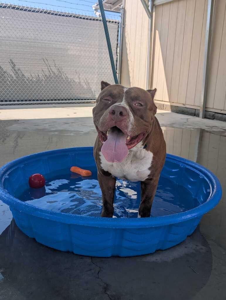 KING, Adoptable, Adult Male Pit Bull Terrier.