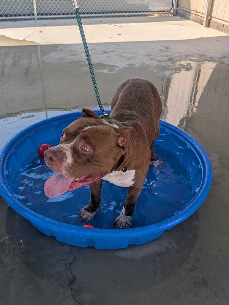 Enlarge KING, a Adoptable Pit Bull Terrier in Athens, AL image 2/6