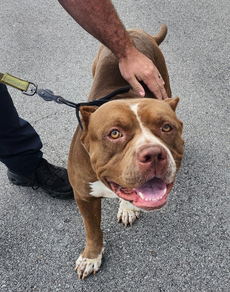 Enlarge KING, a Adoptable Pit Bull Terrier in Athens, AL image 3/6