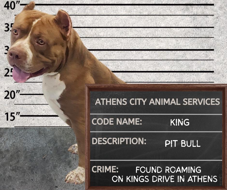 Enlarge KING, a Adoptable Pit Bull Terrier in Athens, AL image 4/6