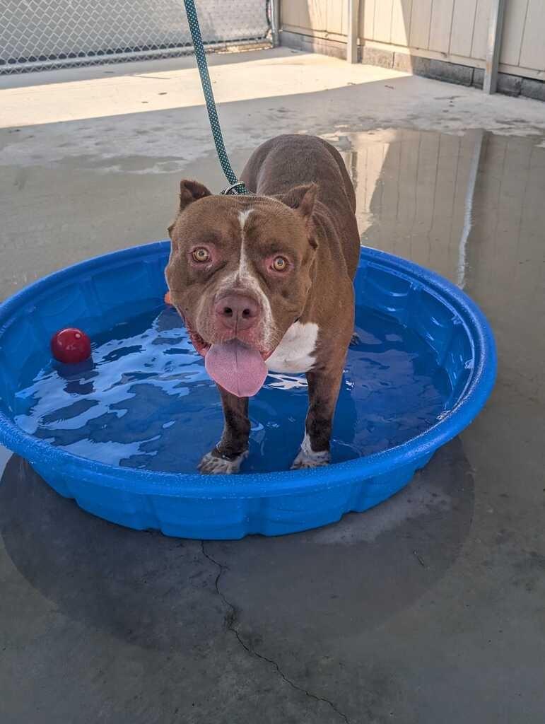 Enlarge KING, a Adoptable Pit Bull Terrier in Athens, AL image 5/6