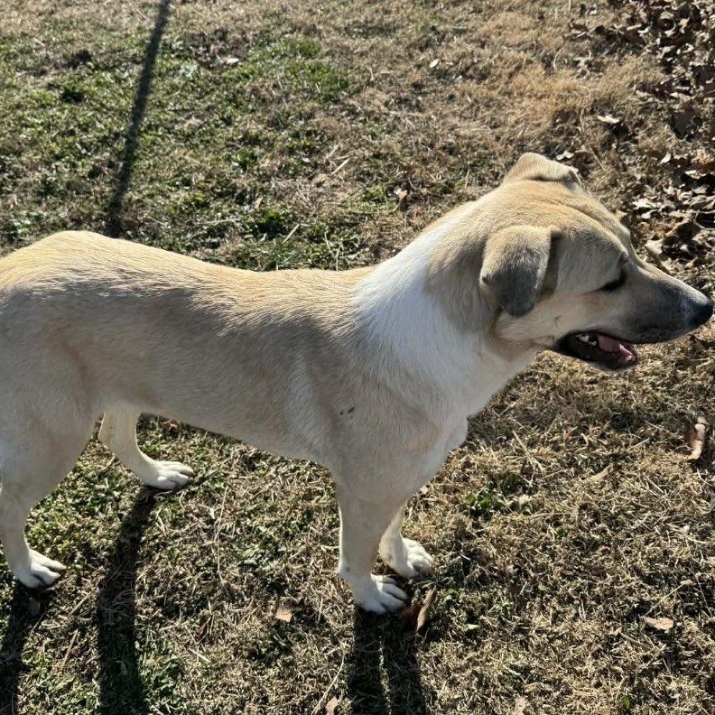 Enlarge Sadie, a ADOPTABLE mixed breed in Pacific, MO image 3/3