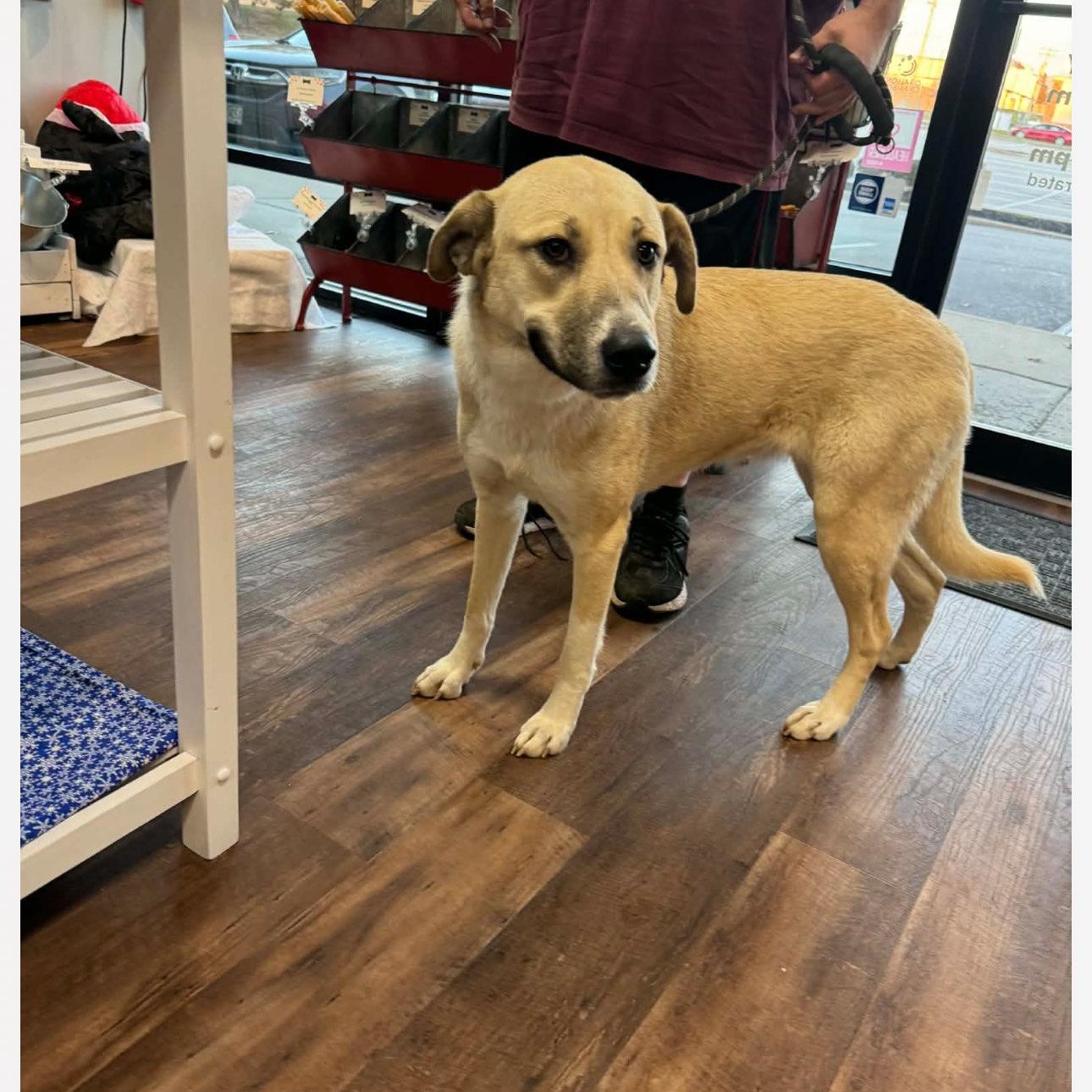 Enlarge Sadie, a ADOPTABLE mixed breed in Pacific, MO image 2/3