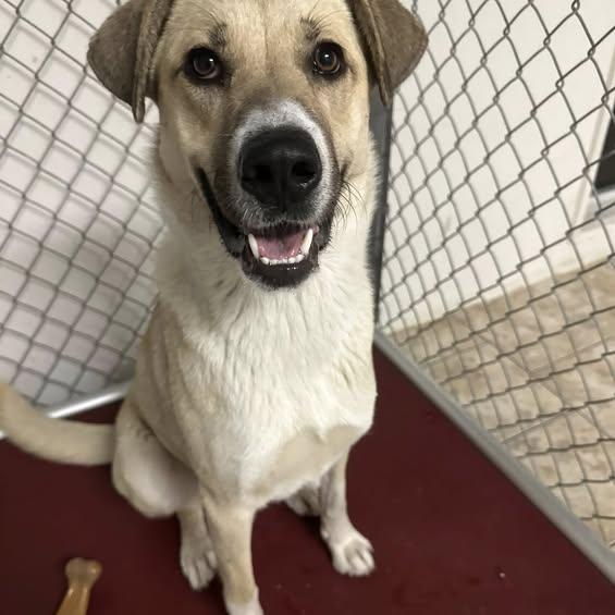Sadie, an adoptable mixed breed in Pacific, MO image 2/3