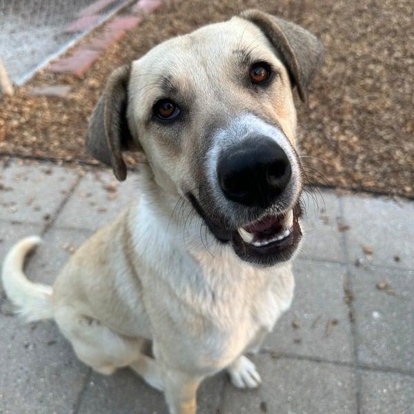 Sadie, adoptable, Young Female Great Pyrenees & Labrador Retriever.