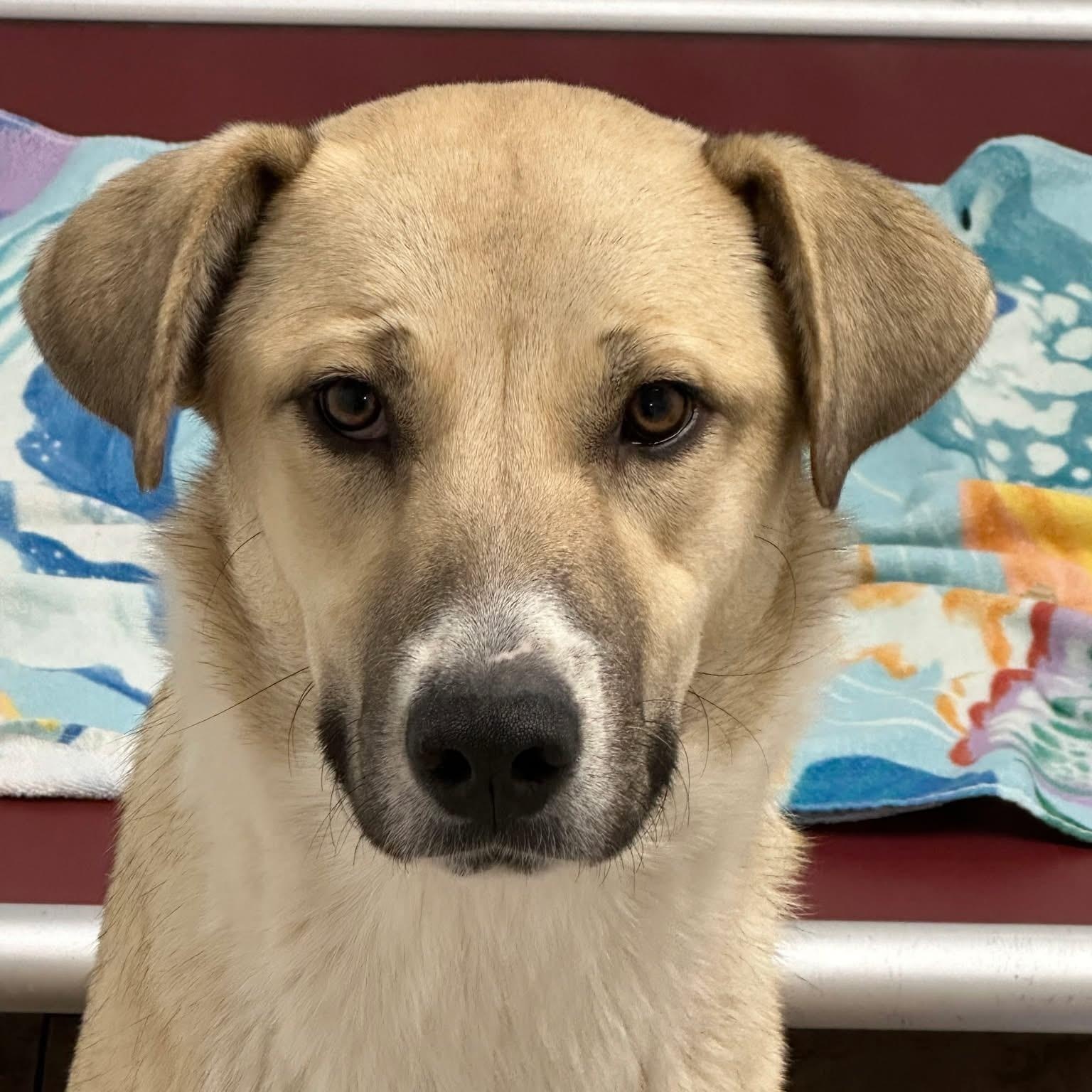 Enlarge Sadie, a ADOPTABLE mixed breed in Pacific, MO image 1/3