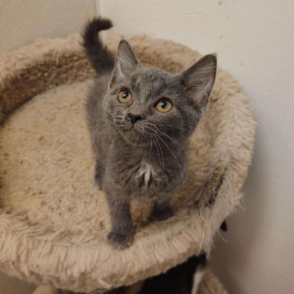 Egg Roll, adopted, Young Male Domestic Short Hair.