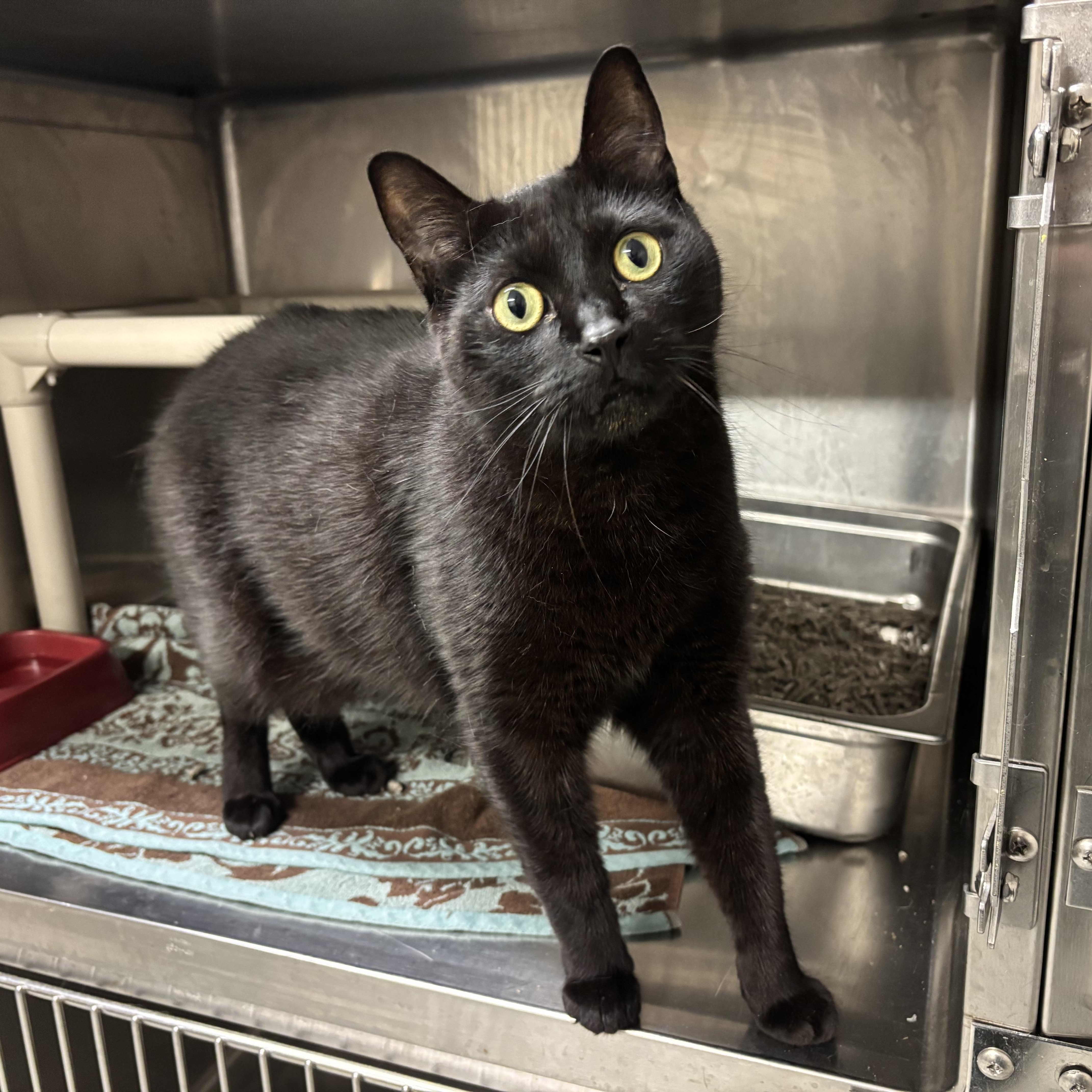 Voorhees CA-421/25, a Adoptable Domestic Short Hair in Burlington, ON image 2/3