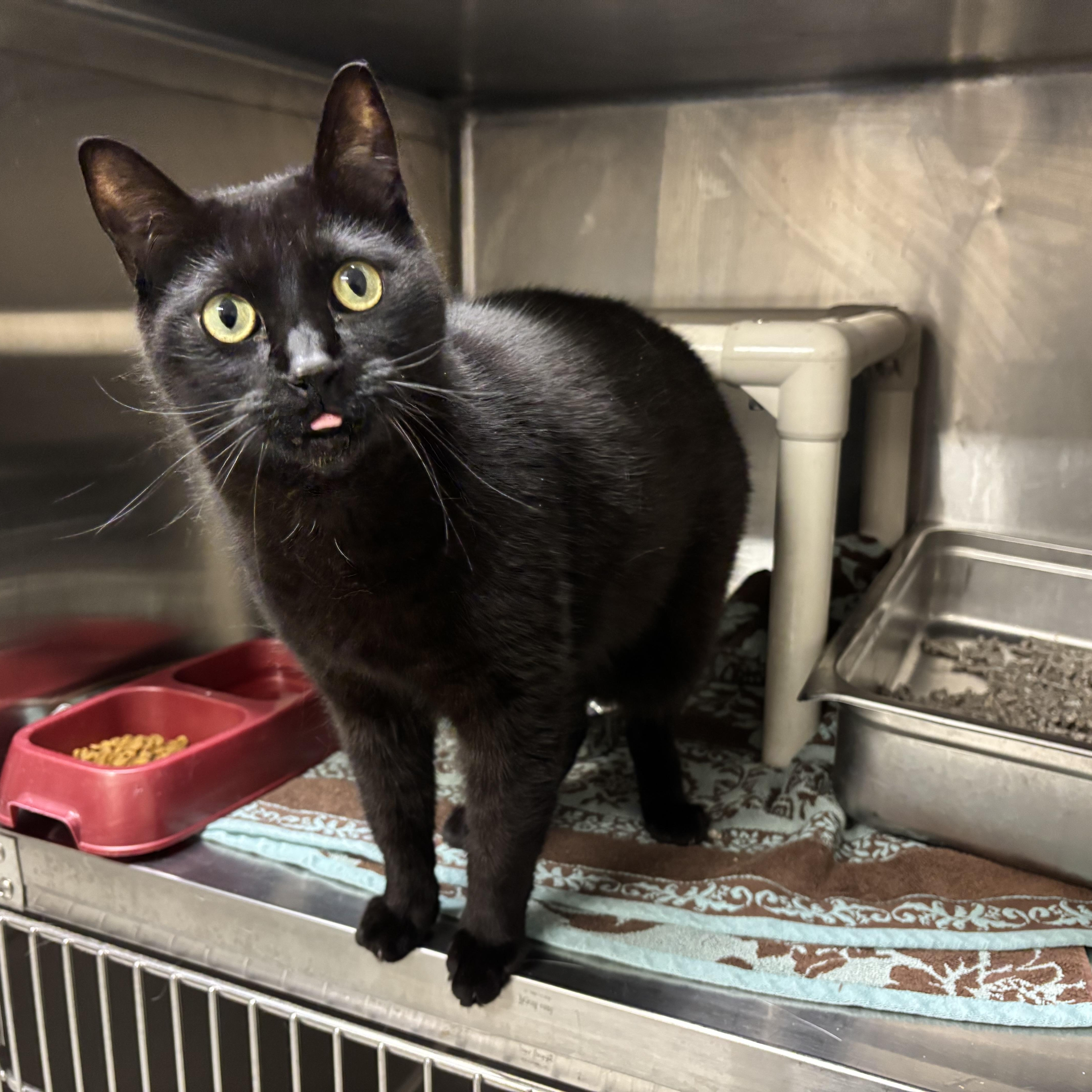 Voorhees CA-421/25, a Adoptable Domestic Short Hair in Burlington, ON image 3/3