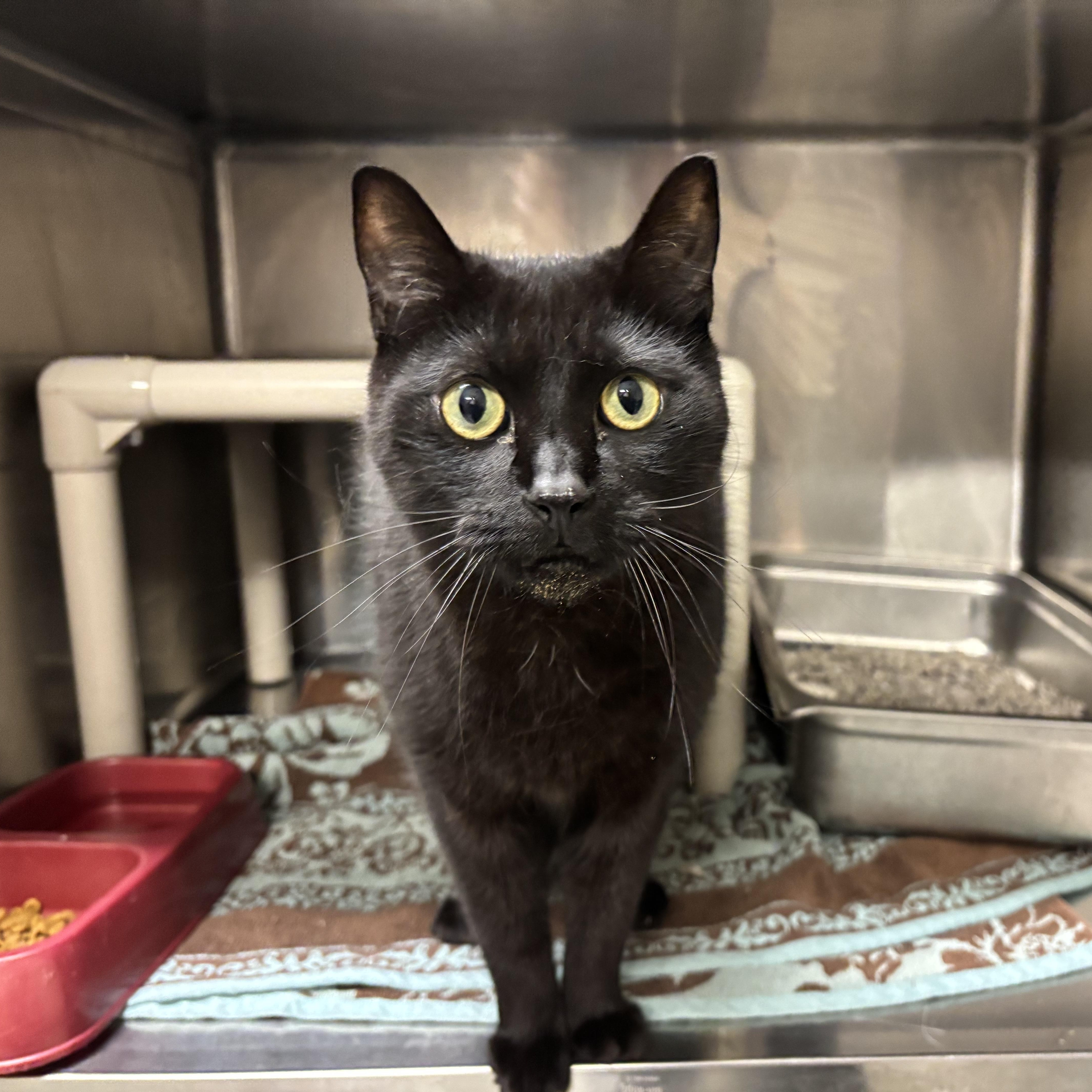 Voorhees CA-421/25, Adoptable, Adult Male Domestic Short Hair.