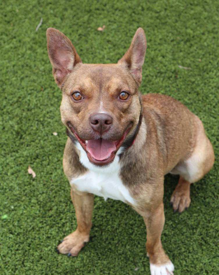 Enlarge Cinnamon, an adoptable mixed breed in Bloomfield, NJ image 1/6