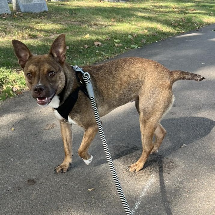 Cinnamon, Adoptable, Adult Female Chihuahua & Pit Bull Terrier.
