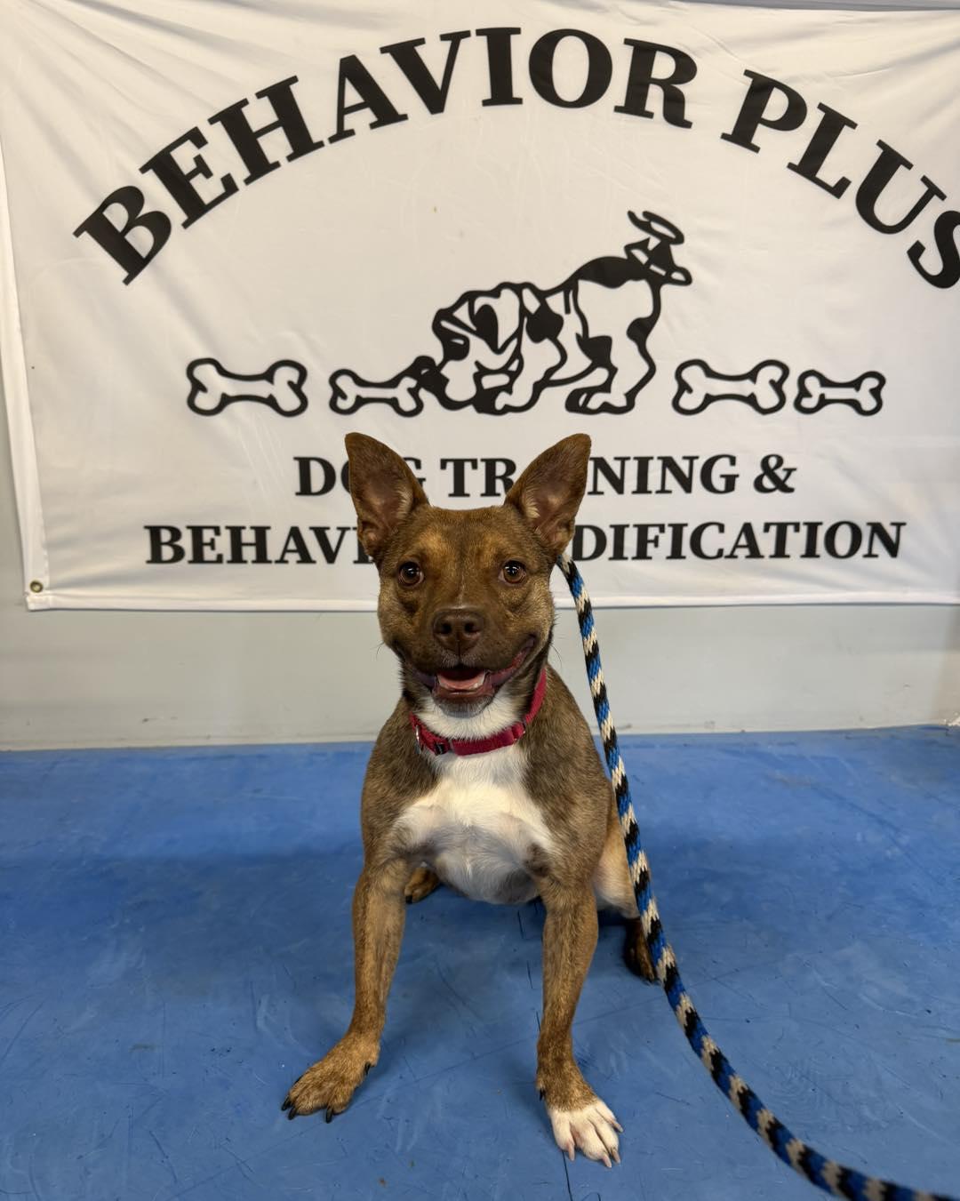 Enlarge Cinnamon, an adoptable mixed breed in Bloomfield, NJ image 3/6