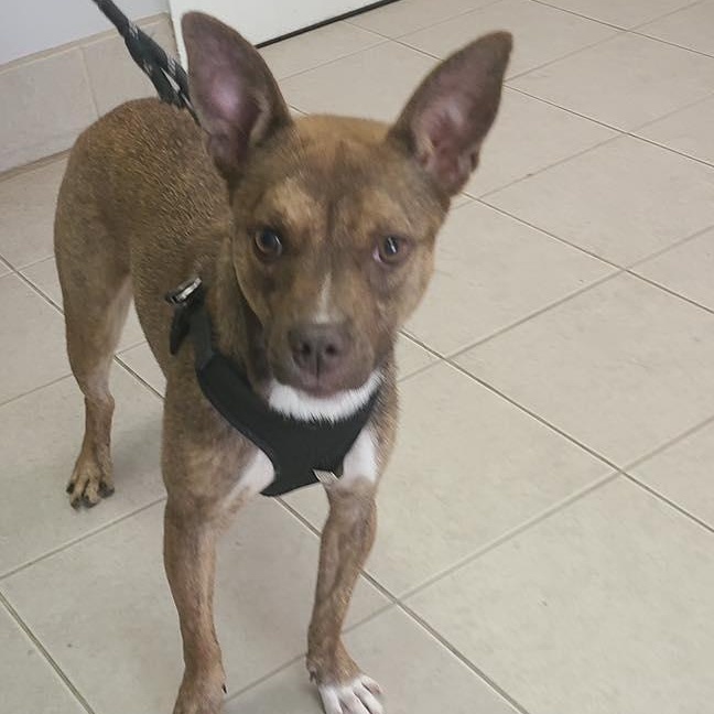 Cinnamon, a Adoptable mixed breed in Bloomfield, NJ image 2/4