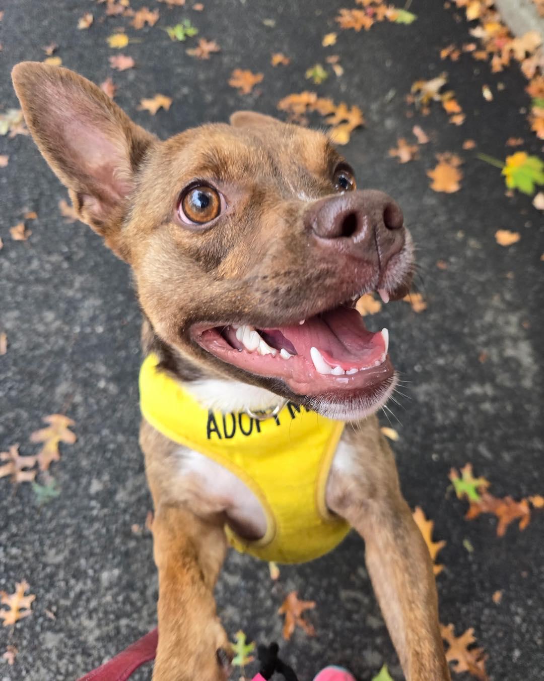 Cinnamon, a Adoptable mixed breed in Bloomfield, NJ image 3/4