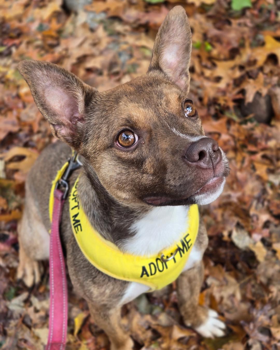 Cinnamon, a Adoptable mixed breed in Bloomfield, NJ image 4/4