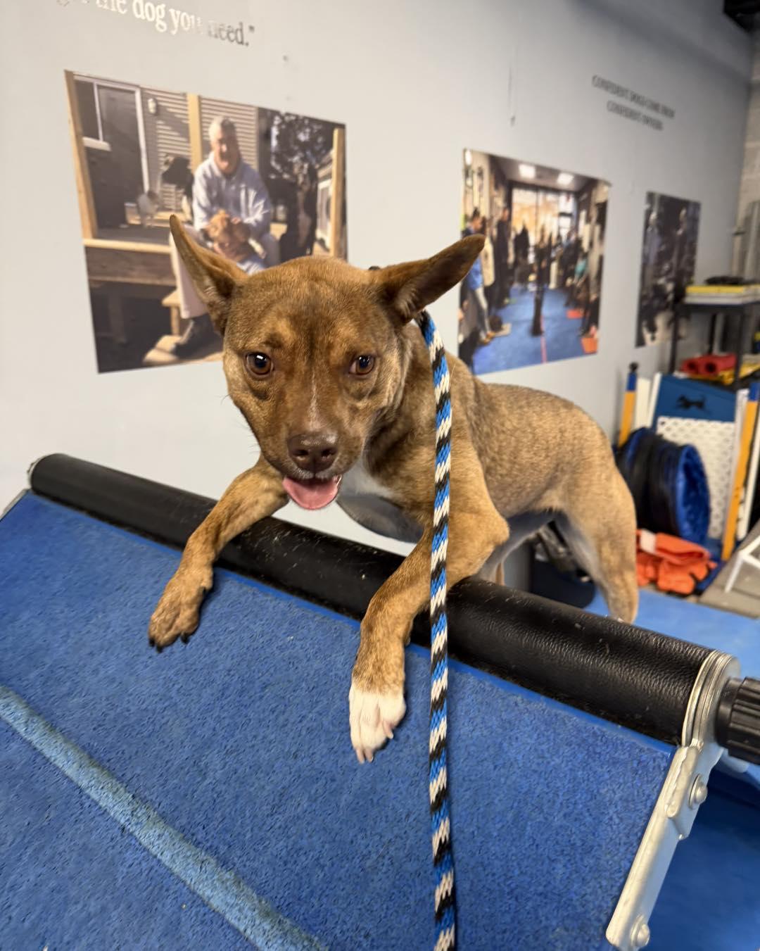 Enlarge Cinnamon, an adoptable mixed breed in Bloomfield, NJ image 4/6