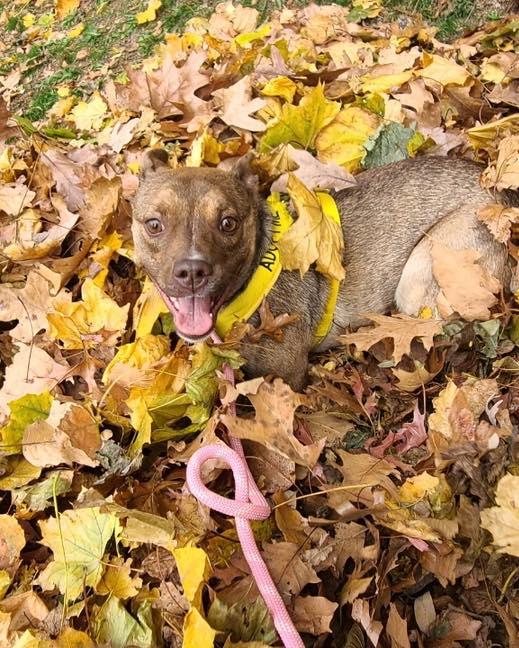 Enlarge Cinnamon, a Adoptable mixed breed in Bloomfield, NJ image 1/5