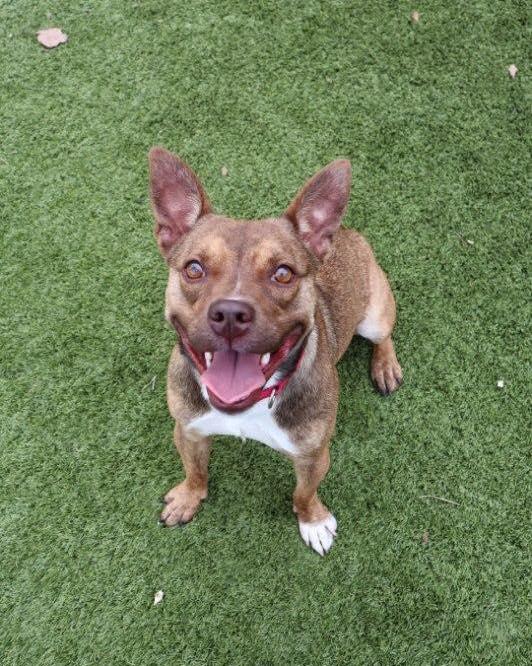 Enlarge Cinnamon, an adoptable mixed breed in Bloomfield, NJ image 2/6