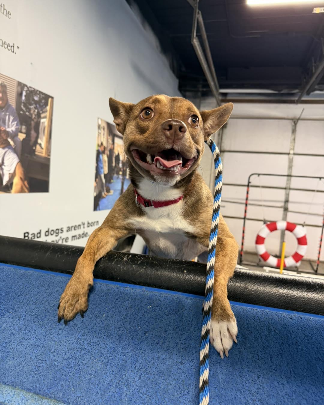 Cinnamon, Adoptable, Adult Female Chihuahua & Pit Bull Terrier.