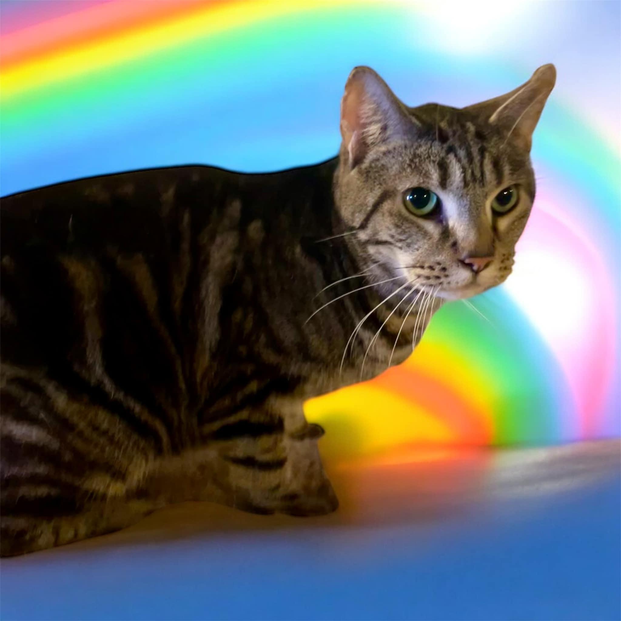 Mercury, a Adoptable Domestic Short Hair in Milford, CT image 1/4