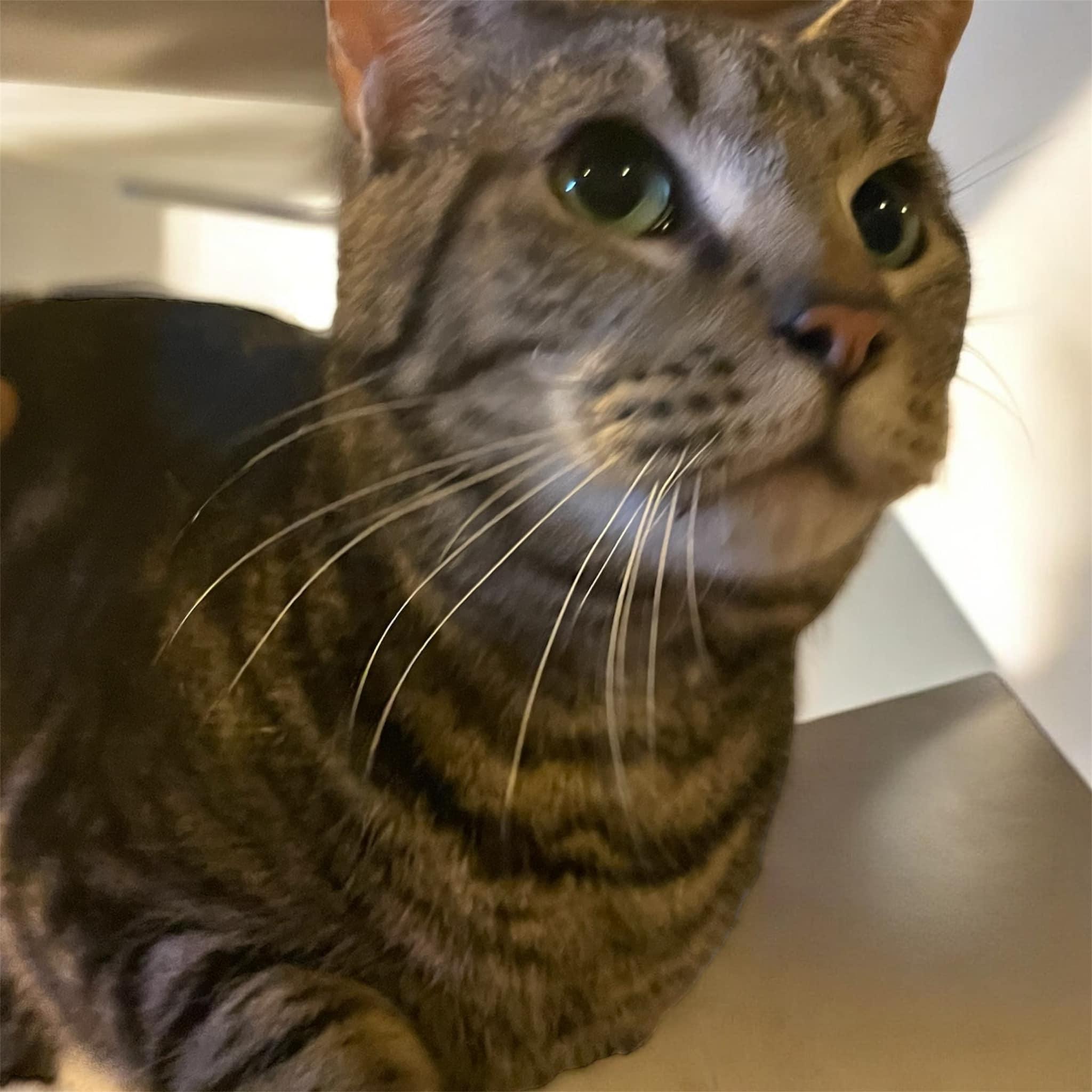 Mercury, a Adoptable Domestic Short Hair in Milford, CT image 2/4