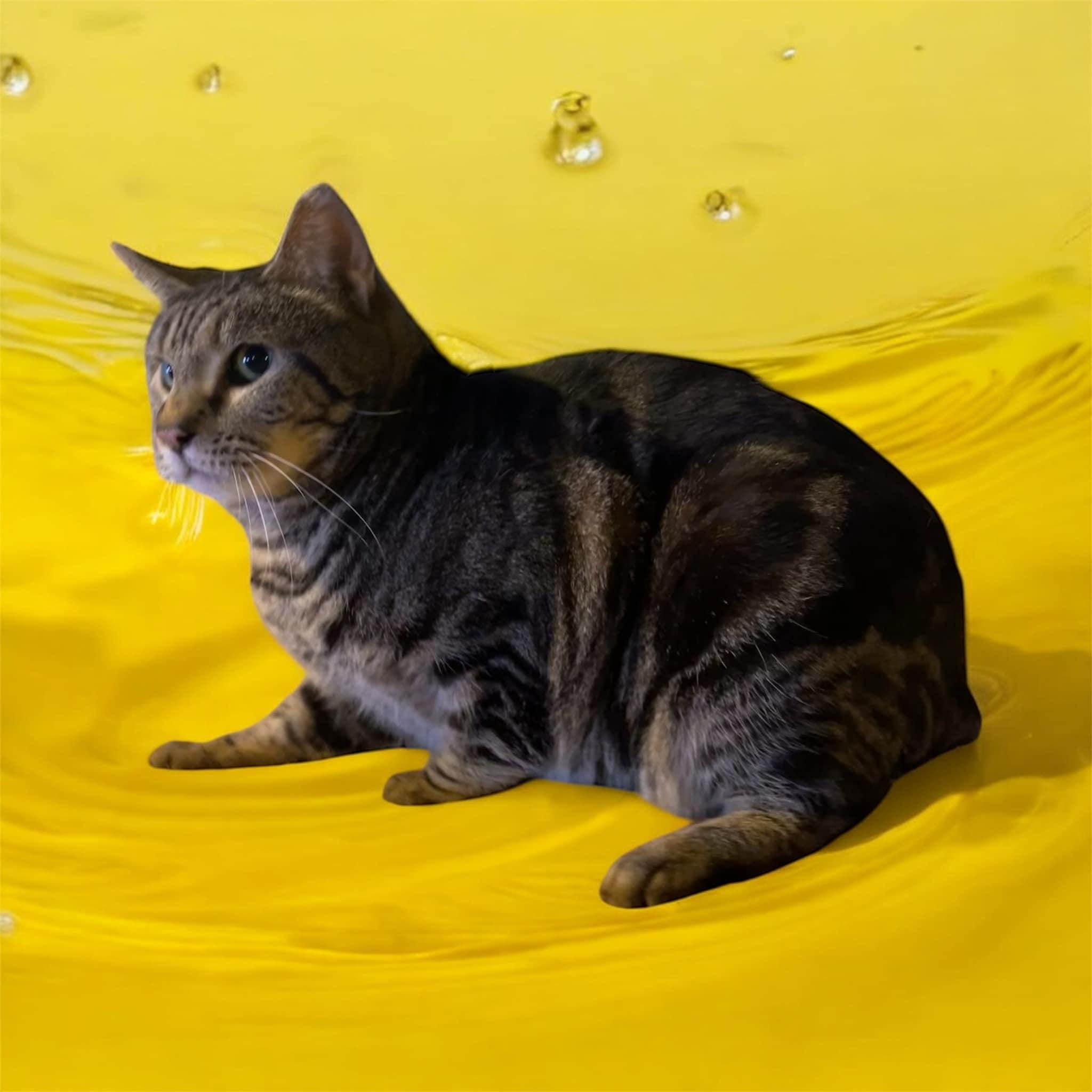 Mercury, a Adoptable Domestic Short Hair in Milford, CT image 3/4
