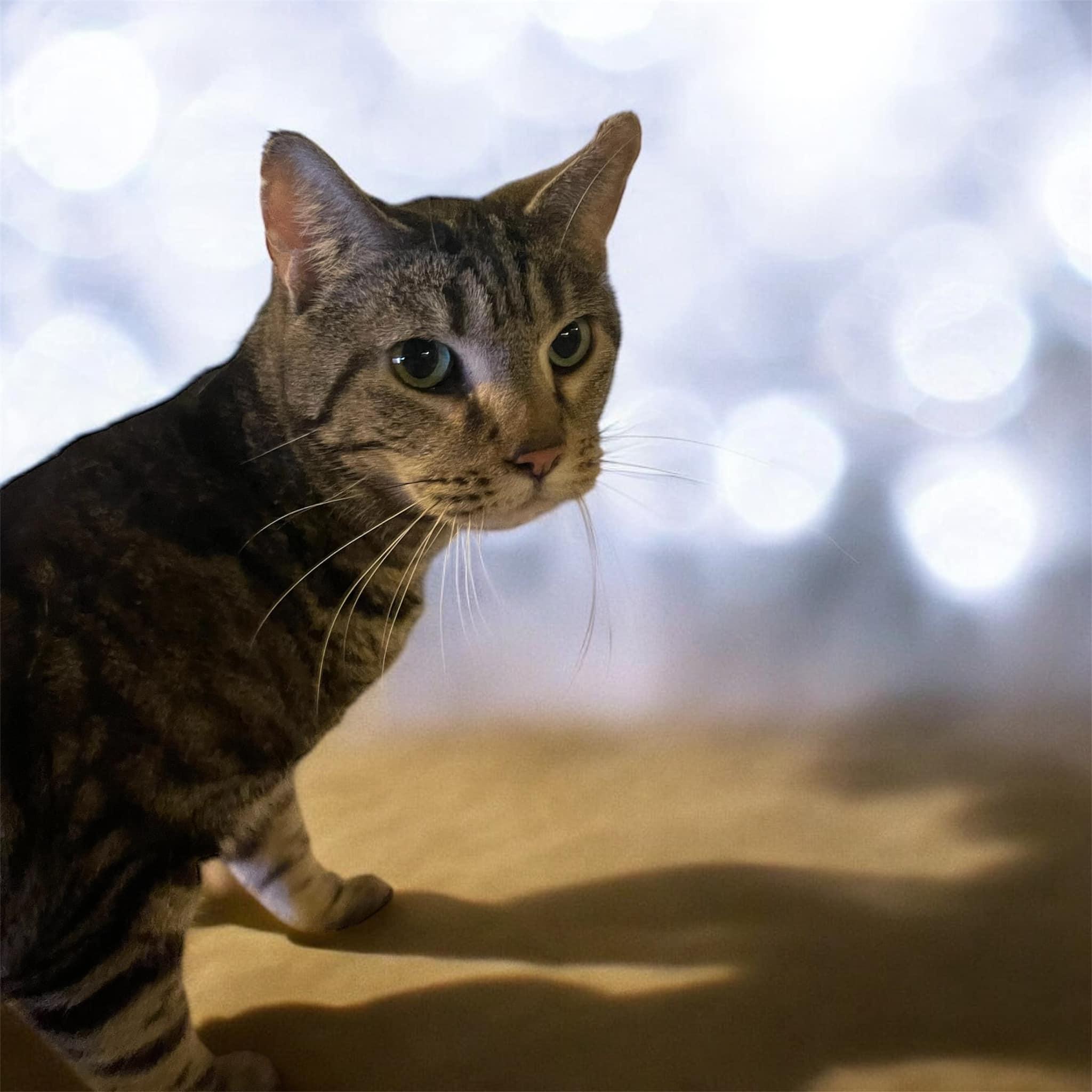 Mercury, a Adoptable Domestic Short Hair in Milford, CT image 4/4