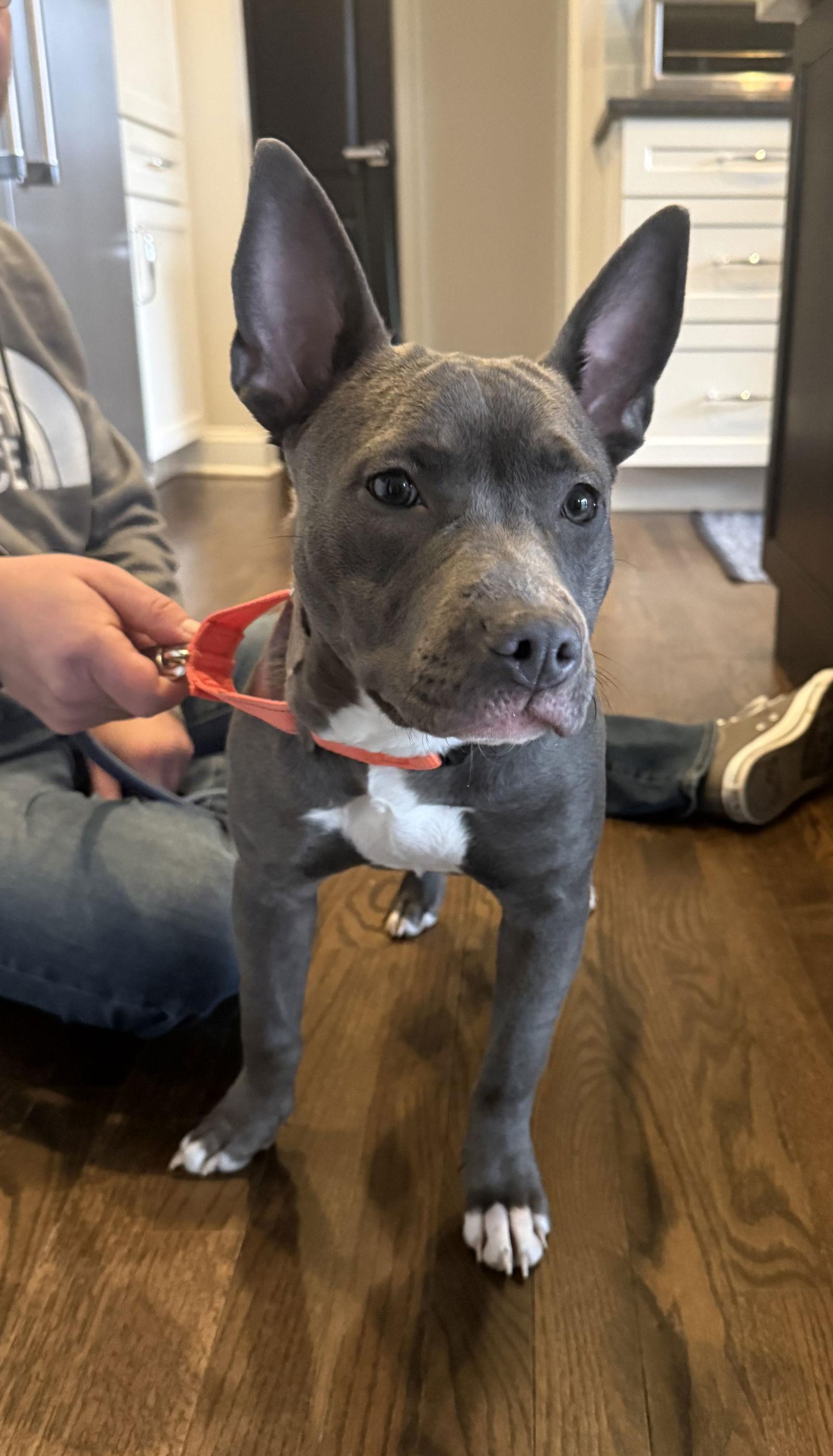 Violet, Adoptable, Young Female American Staffordshire Terrier.