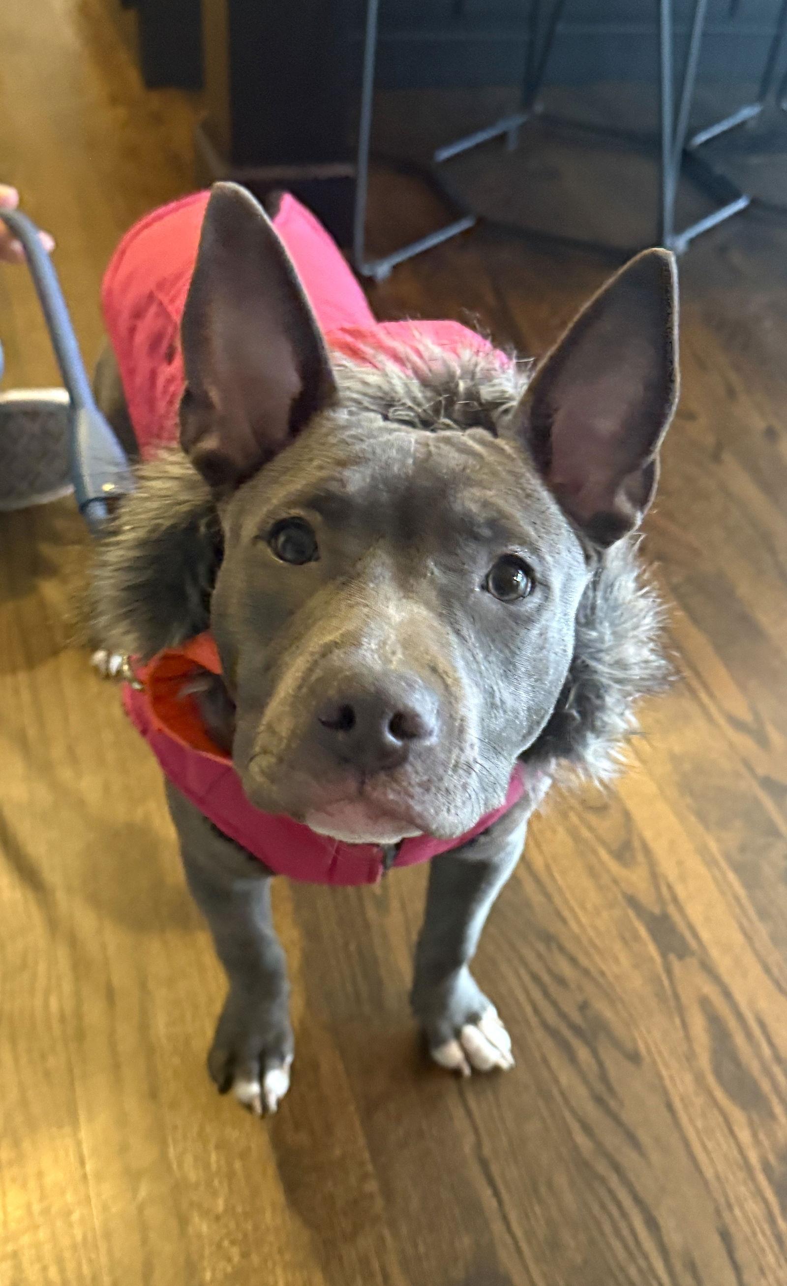 Enlarge Violet, a Adoptable American Staffordshire Terrier in Arlington, VA image 2/3