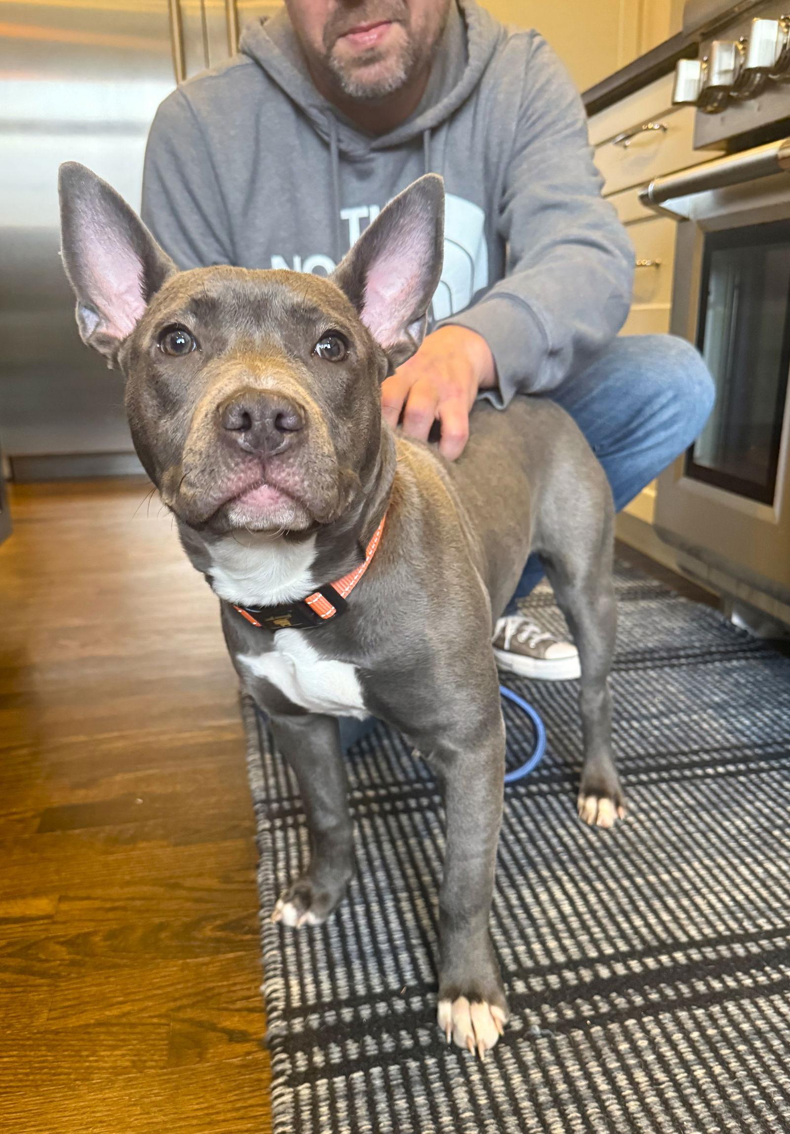 Enlarge Violet, a Adoptable American Staffordshire Terrier in Arlington, VA image 3/3