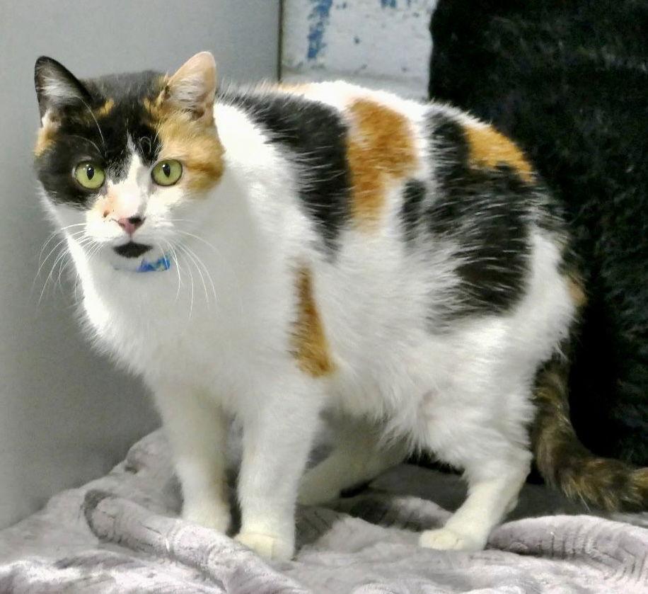 Enlarge Regina, a Adoptable Domestic Short Hair in Pittsburgh, PA image 1/3