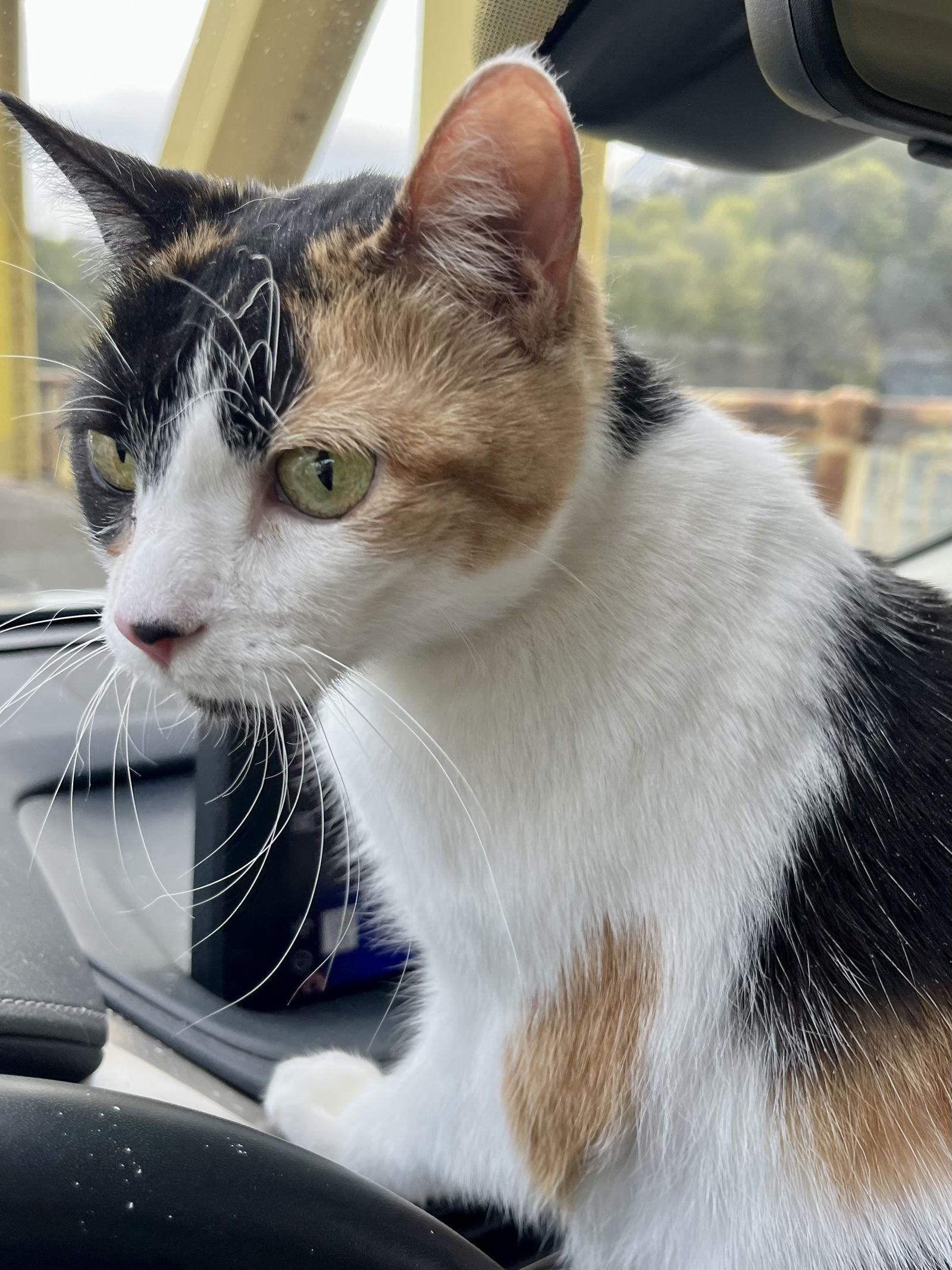 Enlarge Regina, a Adoptable Domestic Short Hair in Pittsburgh, PA image 2/3