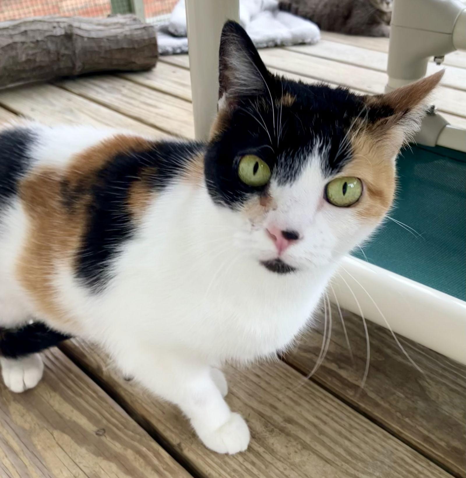 Enlarge Regina, a Adoptable Domestic Short Hair in Pittsburgh, PA image 3/3