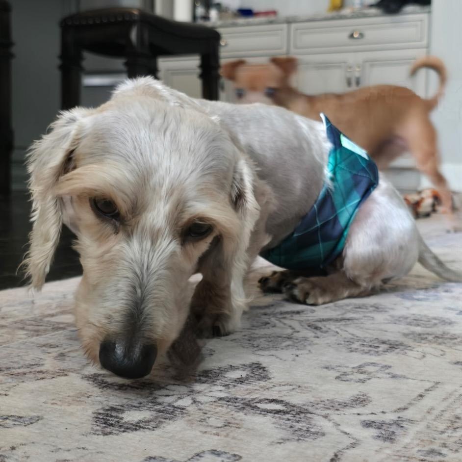 Enlarge Chilly, an adopted Dachshund (Miniature Long Haired) in Orange Park, FL image 1/12