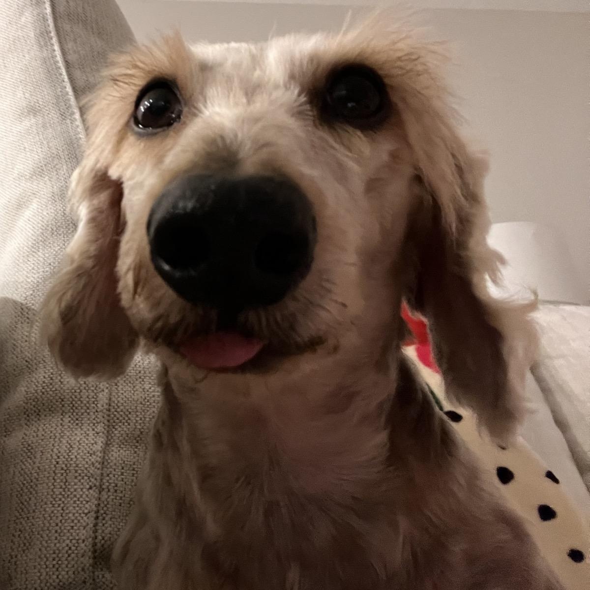 Enlarge Chilly, an adopted Dachshund (Miniature Long Haired) in Orange Park, FL image 11/12