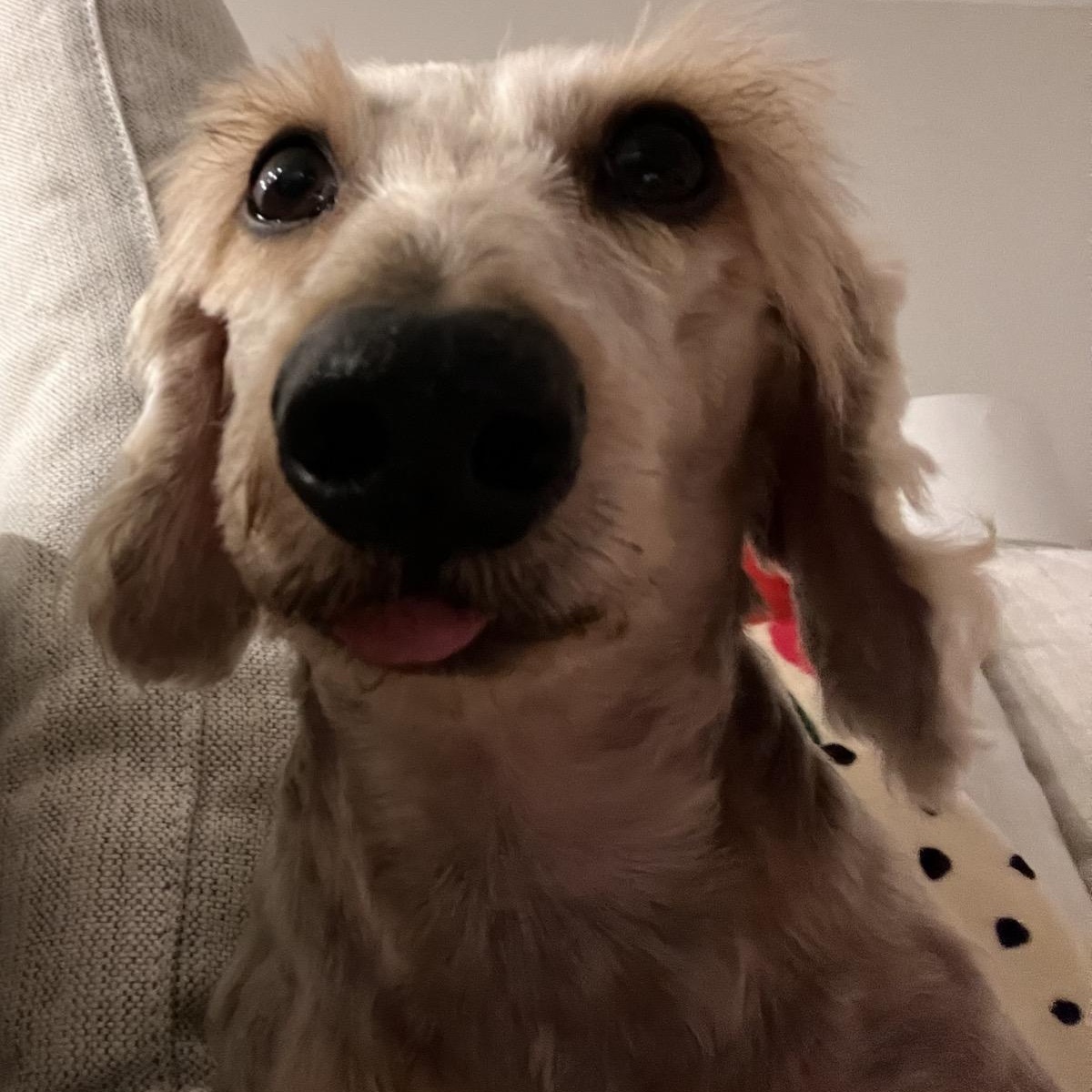 Enlarge Chilly, an adopted Dachshund (Miniature Long Haired) in Orange Park, FL image 3/12