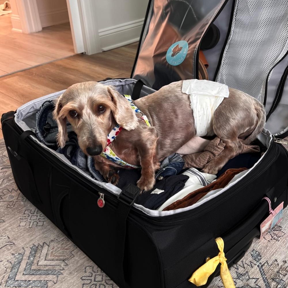 Enlarge Chilly, an adopted Dachshund (Miniature Long Haired) in Orange Park, FL image 9/12