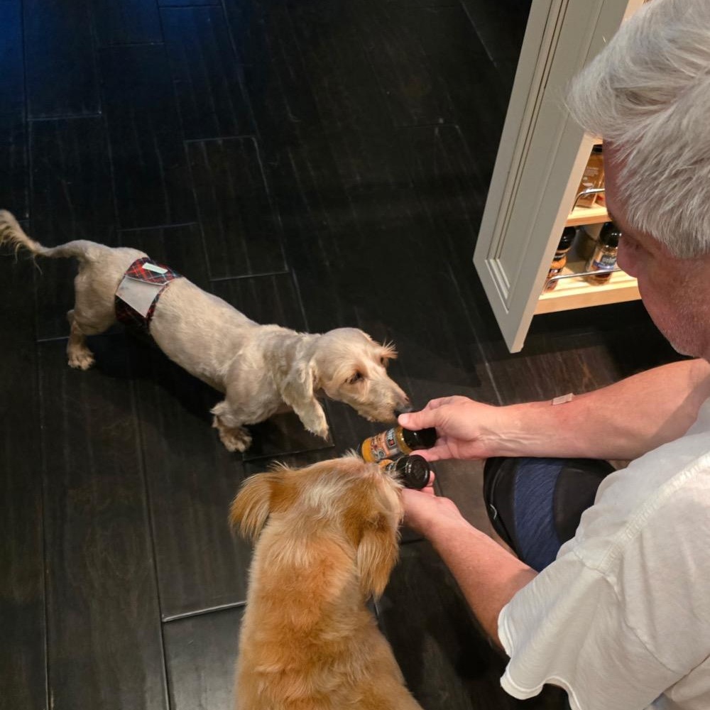 Enlarge Chilly, an adopted Dachshund (Miniature Long Haired) in Orange Park, FL image 12/12